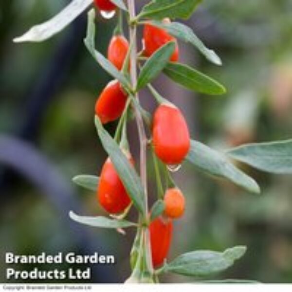 Goji Berry 'Sweet Lifeberry'