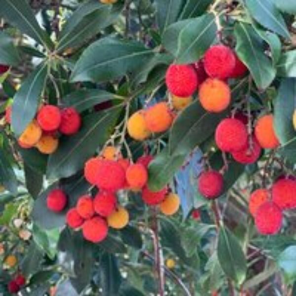 Arbutus unedo