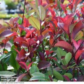 Photinia fraseri 'Little Red Robin'