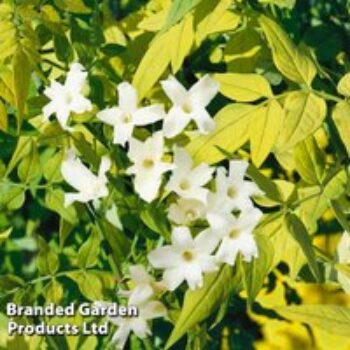 Jasminum officinale 'Fiona Sunrise'