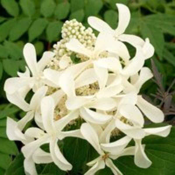 Hydrangea paniculata 'Great Star'