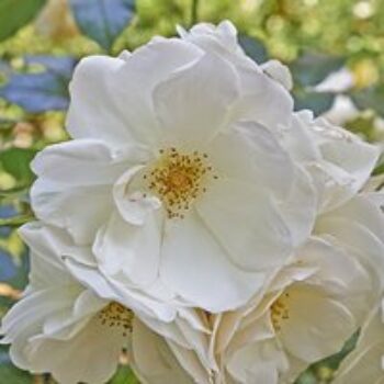 White Ramanas Rose (Hedging)