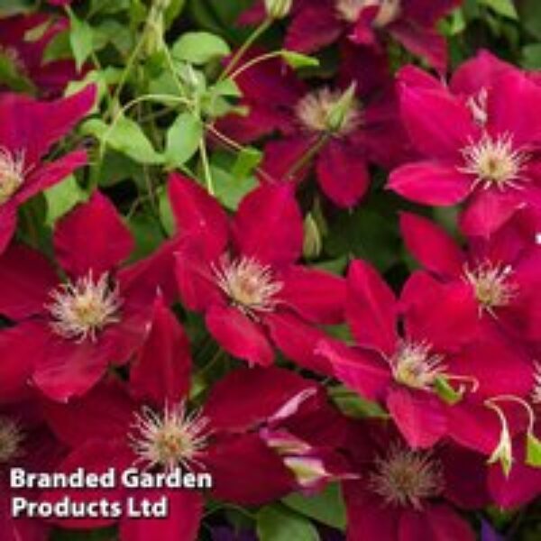 Clematis Rebecca™ evipo016