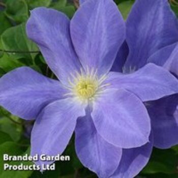 Clematis Diana's Delight™ evipo026