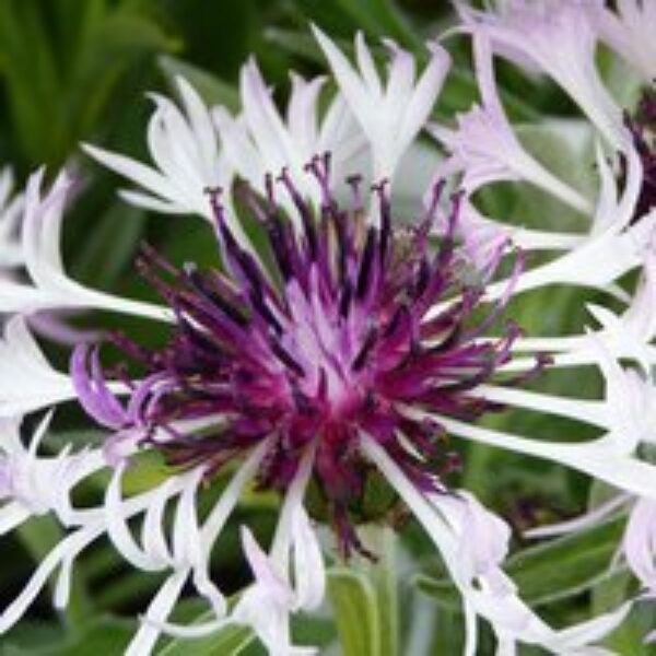 Centaurea Montana Amethyst In Snow