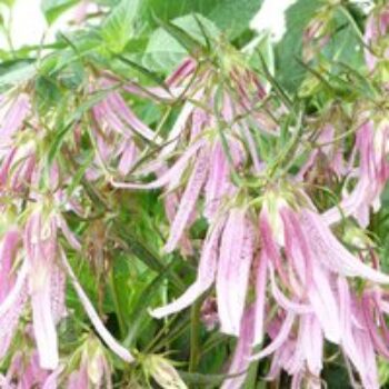 Campanula Pink Octopus