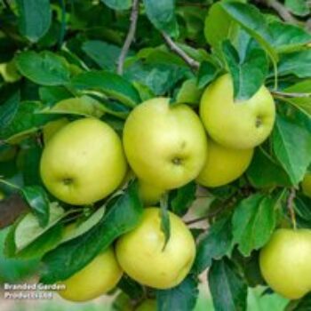 Apple 'Golden Delicious'