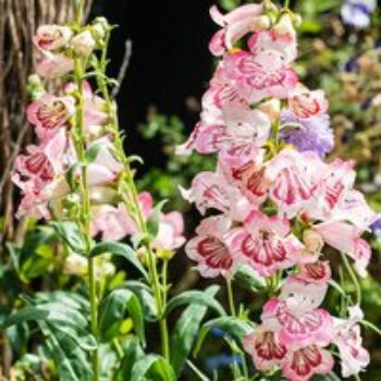 Penstemon 'Strawberries & Cream'