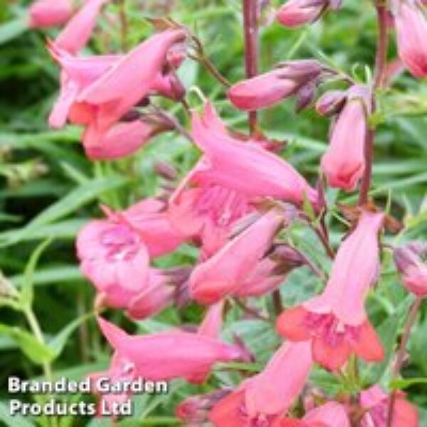 Penstemon 'Firebird'