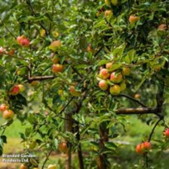 Apple 'Christmas Pippin'