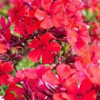 Phlox paniculata 'Starfire'