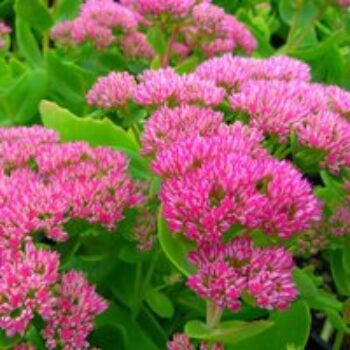 Sedum spectabile 'Brilliant'