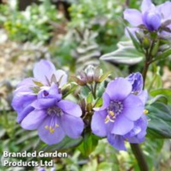 Polemonium yezoense 'Purple Rain'