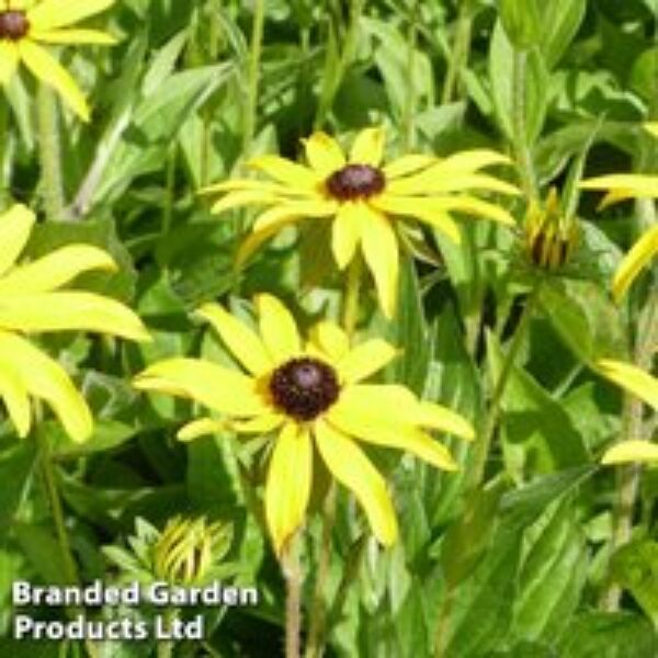 Rudbeckia fulgida var. deamii