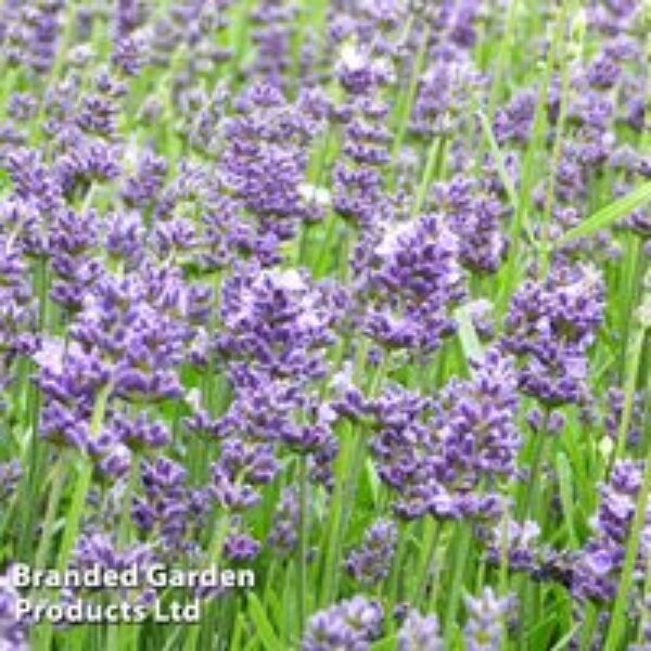 Lavender Angustifolia Essence Purple