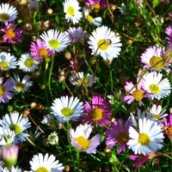 Erigeron karvinskianus