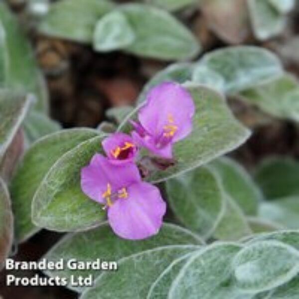 Tradescantia rubra