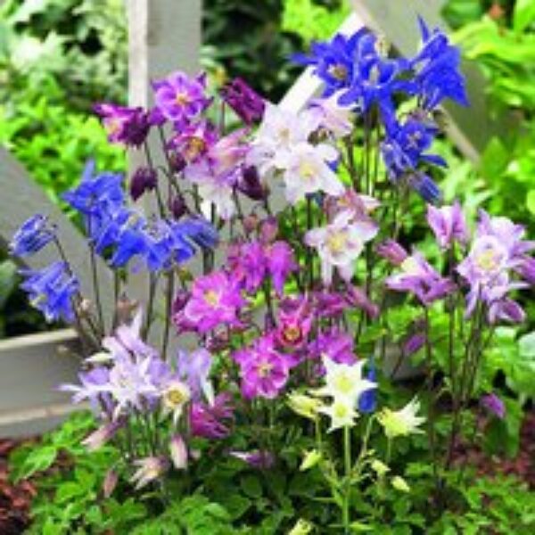 Aquilegia caerulea 'Biedermeier'