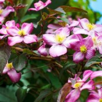 Clematis montana var. rubens 'Tetrarose'