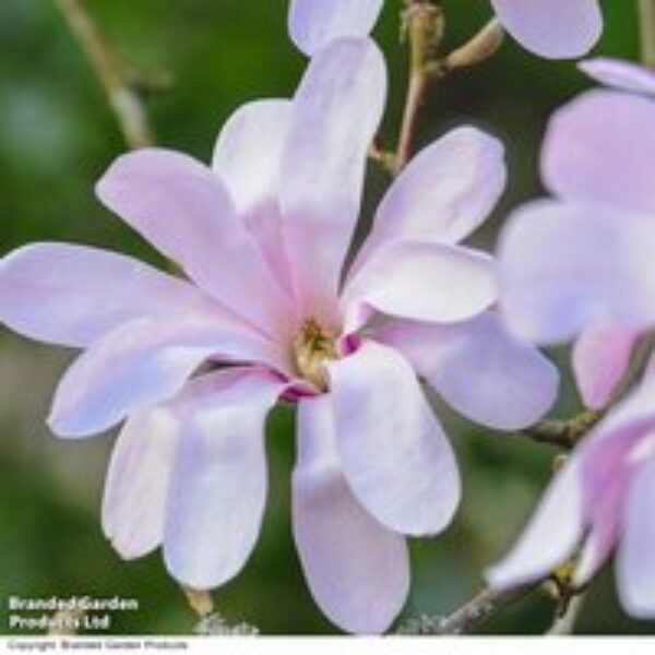 Magnolia stellata 'Rosea'