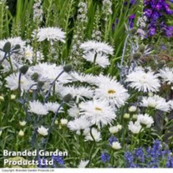 Shasta Daisy 'Snowdrift'