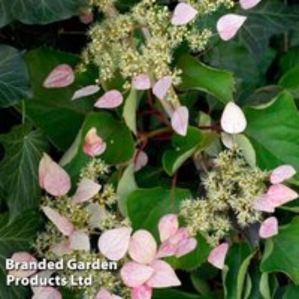 Schizophragma hydrangeoides 'Rose Sensation'