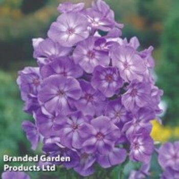 Phlox paniculata 'Laura'