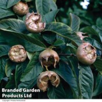 Medlar 'Nottingham'