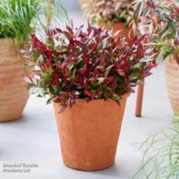 Leucothoe axillaris 'Little Flames'