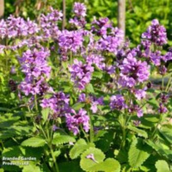 Stachys macrantha 'Superba'