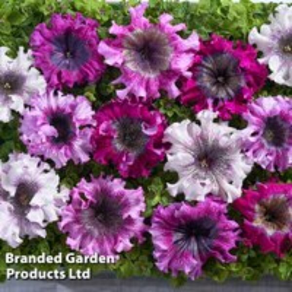 Petunia 'Superbissima Triumph Mix' - Seeds