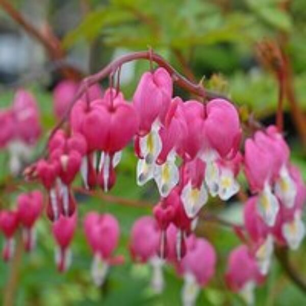 Dicentra spectabilis