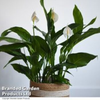 Spathiphyllum 'Sweet Silvio Air So Pure'