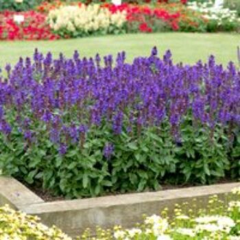 Salvia nemorosa 'Blue Marvel'