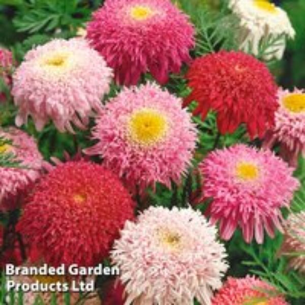 Tanacetum coccineum 'Semi-double Mix'