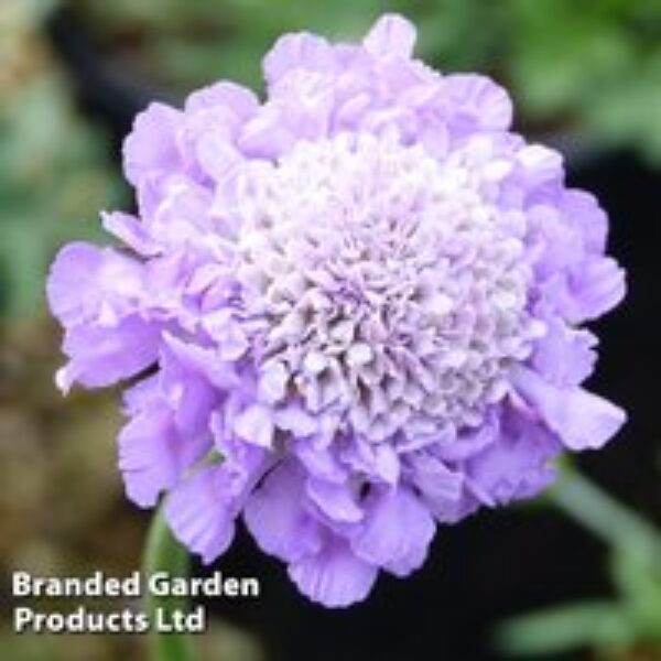 Scabious 'Butterfly Blue'