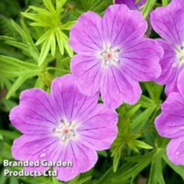 Geranium sanguineum Vision Violet