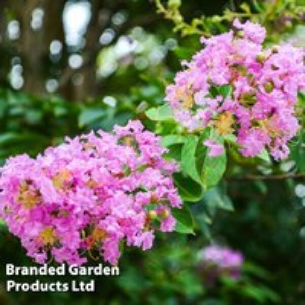 Lagerstroemia indica 'Rhapsody In Pink'