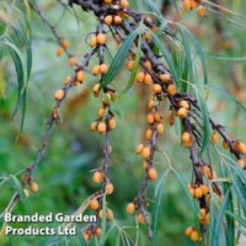 Hippophae rhamnoides 'Leikora'