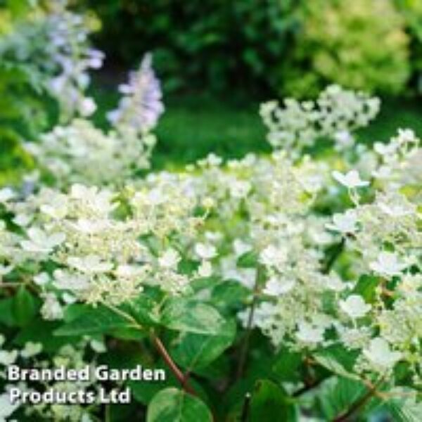 Hydrangea paniculata 'Early Sensation'