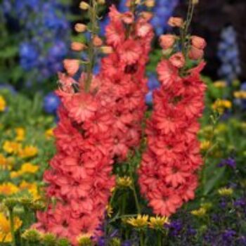 Delphinium 'Red Lark'