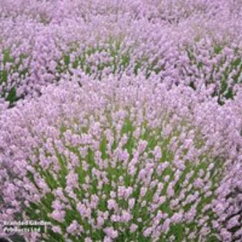 Lavender 'Rosea'