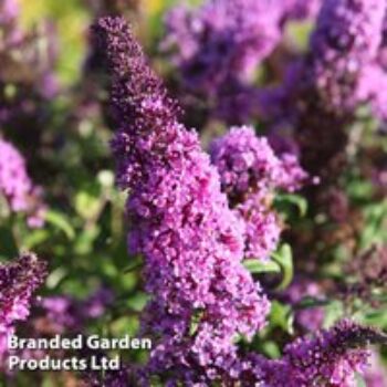 Buddleja davidii 'Peacock'