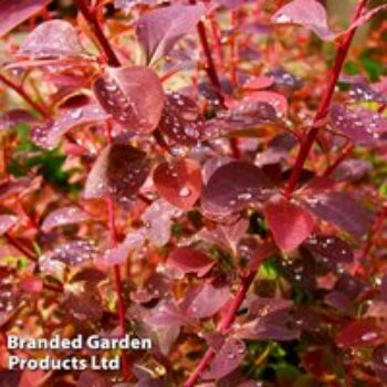 Berberis x ottawensis f. purpurea 'Superba'