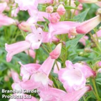 Penstemon 'Osprey'