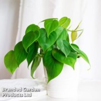 Philodendron scandens