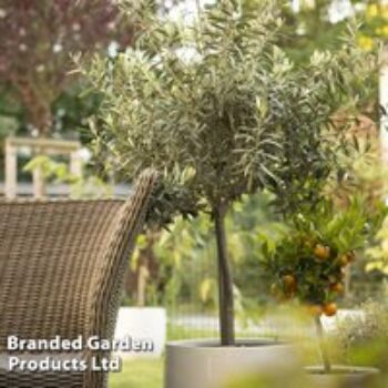 Olive Tree (Standard)