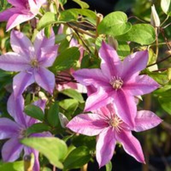 Clematis 'Sally'™ evipo077