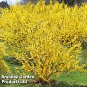 Forsythia x intermedia 'Spectabilis'