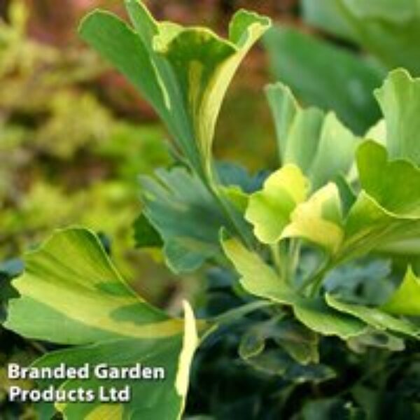 Ginkgo biloba 'Mariken'